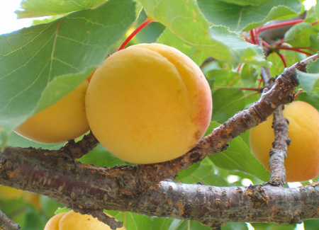 Apricot